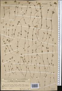 Asperula arvensis L., Middle Asia, Western Tian Shan & Karatau (M3) (Kazakhstan)