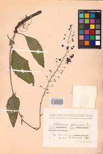 MHA 0 159 066, Verbascum phoeniceum L., Eastern Europe, Central forest-and-steppe region (E6) (Russia)