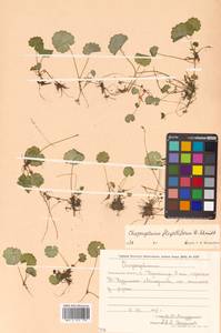 Chrysosplenium flagelliferum F. Schmidt, Siberia, Russian Far East (S6) (Russia)