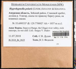 Hygrohypnella polaris (Lindb.) Ignatov & Ignatova, Bryophytes, Bryophytes - Russian Far East (excl. Chukotka & Kamchatka) (B20) (Russia)