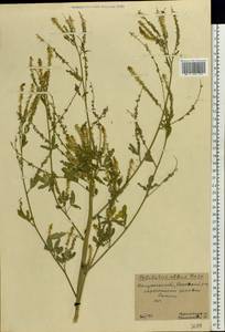 Melilotus albus Medik., Eastern Europe, Central region (E4) (Russia)