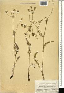 Grammosciadium daucoides DC., Caucasus, Armenia (K5) (Armenia)