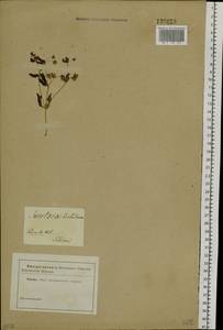 Swertia dichotoma L., Siberia (no precise locality) (S0) (Russia)