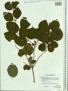 Lonicera xylosteum L., Eastern Europe, Central region (E4) (Russia)