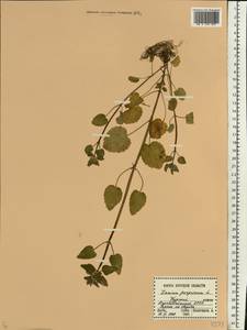 Lamium purpureum L., Eastern Europe, Central forest-and-steppe region (E6) (Russia)