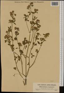 Trifolium resupinatum L., Western Europe (EUR) (Hungary)
