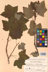 Ribes latifolium Jancz., Siberia, Russian Far East (S6) (Russia)