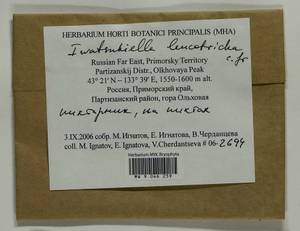 Iwatsukiella leucotricha (Mitt.) W.R. Buck & H.A. Crum, Bryophytes, Bryophytes - Russian Far East (excl. Chukotka & Kamchatka) (B20) (Russia)