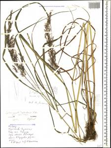 Calamagrostis teberdensis Litv., Caucasus, Stavropol Krai, Karachay-Cherkessia & Kabardino-Balkaria (K1b) (Russia)