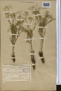 Falcaria vulgaris Bernh., Middle Asia, Muyunkumy, Balkhash & Betpak-Dala (M9) (Kazakhstan)