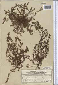 Polygonum corrigioloides Jaub. & Spach, Middle Asia, Muyunkumy, Balkhash & Betpak-Dala (M9) (Kazakhstan)