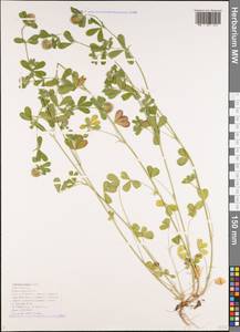 Trifolium lappaceum L., Caucasus, Black Sea Shore (from Novorossiysk to Adler) (K3) (Russia)