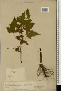 Xanthium strumarium L., Caucasus, North Ossetia, Ingushetia & Chechnya (K1c) (Russia)