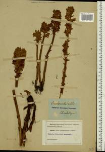 Orobanche alba Steph. ex Willd., Eastern Europe, South Ukrainian region (E12) (Ukraine)