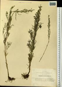 Artemisia dracunculus L., Siberia, Altai & Sayany Mountains (S2) (Russia)