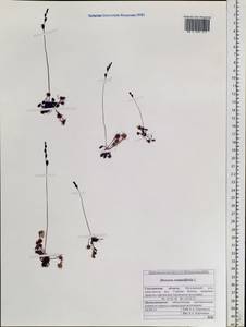 Drosera rotundifolia L., Siberia, Russian Far East (S6) (Russia)