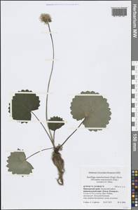 Micranthes manchuriensis (Engl.) Gornall & H. Ohba, Siberia, Russian Far East (S6) (Russia)