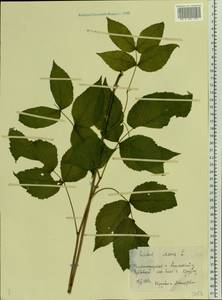 Rubus idaeus L., Eastern Europe, Volga-Kama region (E7) (Russia)