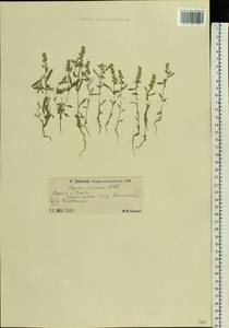 Alyssum turkestanicum Regel & Schmalh. ex Regel, Eastern Europe, Lower Volga region (E9) (Russia)