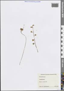 Helianthemum, Caucasus, Azerbaijan (K6) (Azerbaijan)