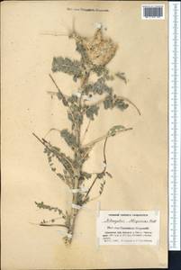 Astragalus alopecias Pall., Middle Asia, Muyunkumy, Balkhash & Betpak-Dala (M9) (Kazakhstan)