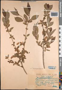 Salix pseudopentandra (Flod.) Flod., Siberia, Yakutia (S5) (Russia)