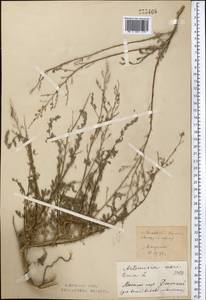 Artemisia maritima L., Middle Asia, Northern & Central Kazakhstan (M10) (Kazakhstan)