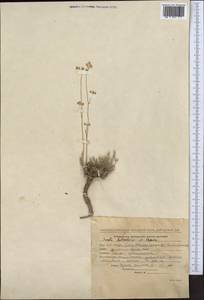 Seseli luteolum Pimenov, Middle Asia, Northern & Central Tian Shan (M4) (Kyrgyzstan)