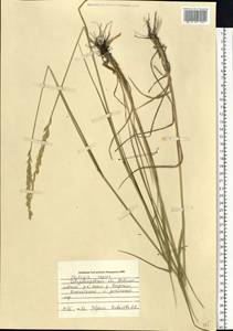 Elymus repens (L.) Gould, Eastern Europe, South Ukrainian region (E12) (Ukraine)