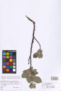 Salix lanata L., Eastern Europe, Northern region (E1) (Russia)