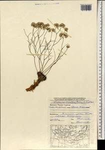 Limonium tenellum (Turcz.) Kuntze, Mongolia (MONG) (Mongolia)