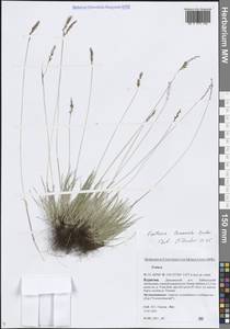 Festuca lenensis Drobow, Siberia, Baikal & Transbaikal region (S4) (Russia)