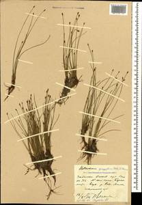 Eleocharis quinqueflora (Hartmann) O.Schwarz, Caucasus, Stavropol Krai, Karachay-Cherkessia & Kabardino-Balkaria (K1b) (Russia)