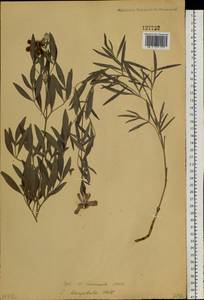 Clematis hexapetala Pall., Siberia, Russian Far East (S6) (Russia)