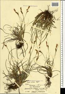 Carex liparocarpos Gaudin, Crimea (KRYM) (Russia)