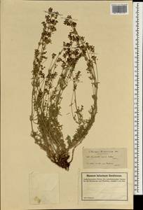 Asperula prostrata (Adams) K.Koch, South Asia, South Asia (Asia outside ex-Soviet states and Mongolia) (ASIA) (Turkey)
