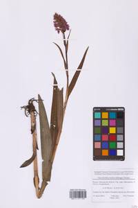 Dactylorhiza majalis subsp. baltica (Klinge) H.Sund., Eastern Europe, Moscow region (E4a) (Russia)