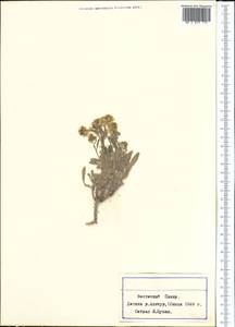 Brassicaceae, Middle Asia, Pamir & Pamiro-Alai (M2) (Tajikistan)