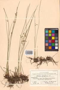 Juncus filiformis L., Siberia, Chukotka & Kamchatka (S7) (Russia)