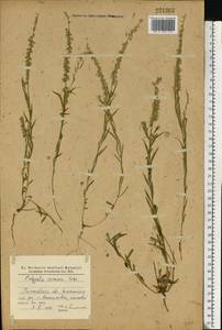 Polygala comosa Schkuhr, Eastern Europe, North Ukrainian region (E11) (Ukraine)