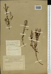 Rumex ucranicus Fisch., Eastern Europe, Central forest region (E5) (Russia)