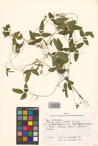 Glycine max subsp. soja (Siebold & Zucc.) H.Ohashi, Siberia, Russian Far East (S6) (Russia)