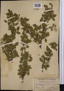 Cotoneaster oliganthus Pojark., Middle Asia, Pamir & Pamiro-Alai (M2) (Uzbekistan)
