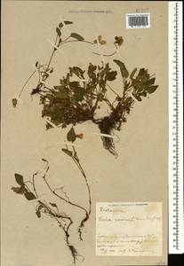 Viola canina L., Caucasus, Azerbaijan (K6) (Azerbaijan)