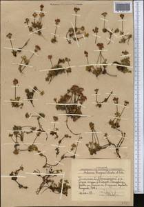 Androsace chamaejasme subsp. lehmanniana (Spreng.) Hultén, Middle Asia, Western Tian Shan & Karatau (M3) (Uzbekistan)