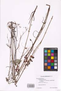 Cuscuta epithymum (L.) L., Eastern Europe, Central region (E4) (Russia)