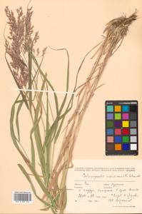 Calamagrostis sachalinensis F.Schmidt, Siberia, Russian Far East (S6) (Russia)