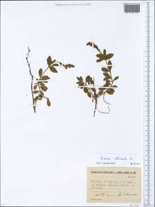 Veronica officinalis L., Eastern Europe, Estonia (E2c) (Estonia)