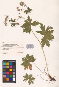 Geranium sylvaticum L., Eastern Europe, Belarus (E3a) (Belarus)