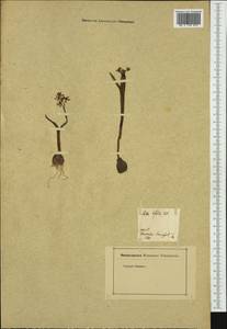 Scilla bifolia L., Western Europe (EUR) (Germany)